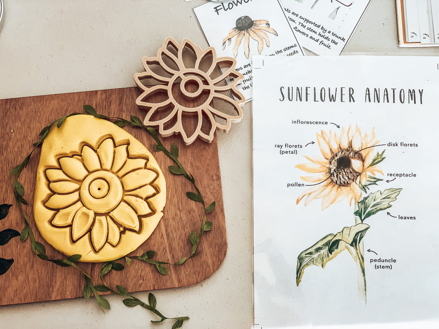 Eco-friendly Kinfolk Sunflower dough cutter on yellow play dough with educational sunflower anatomy chart.